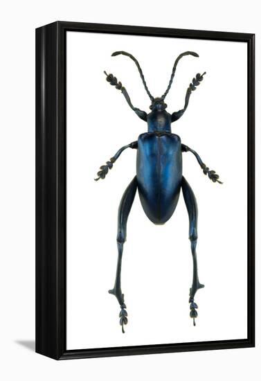 Frog Beetle-Lawrence Lawry-Framed Premier Image Canvas