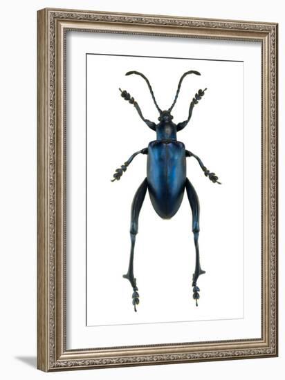 Frog Beetle-Lawrence Lawry-Framed Photographic Print