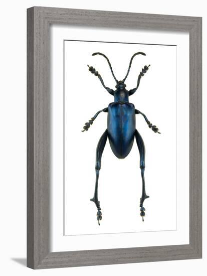 Frog Beetle-Lawrence Lawry-Framed Photographic Print