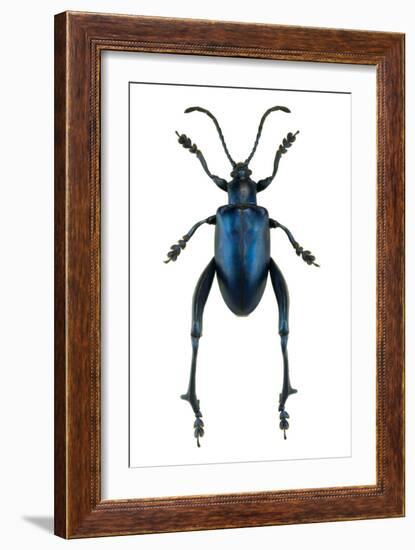 Frog Beetle-Lawrence Lawry-Framed Photographic Print