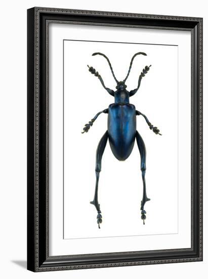 Frog Beetle-Lawrence Lawry-Framed Photographic Print