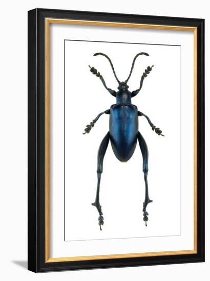 Frog Beetle-Lawrence Lawry-Framed Photographic Print