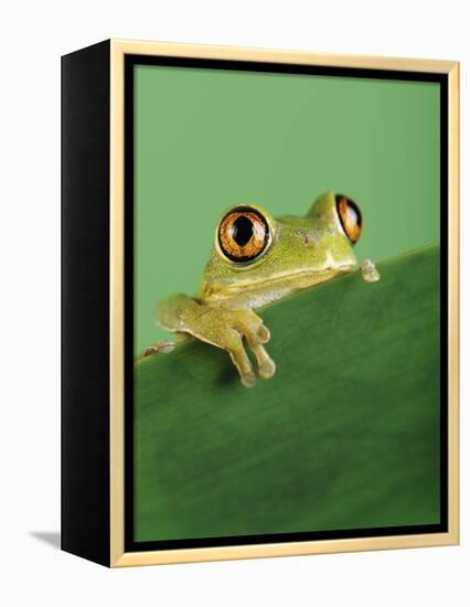 Frog Clinging to Leaf-David Aubrey-Framed Premier Image Canvas
