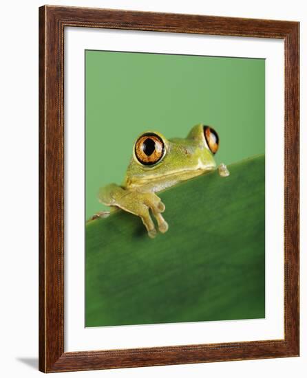 Frog Clinging to Leaf-David Aubrey-Framed Photographic Print