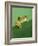 Frog Clinging to Leaf-David Aubrey-Framed Photographic Print