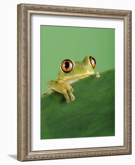 Frog Clinging to Leaf-David Aubrey-Framed Photographic Print