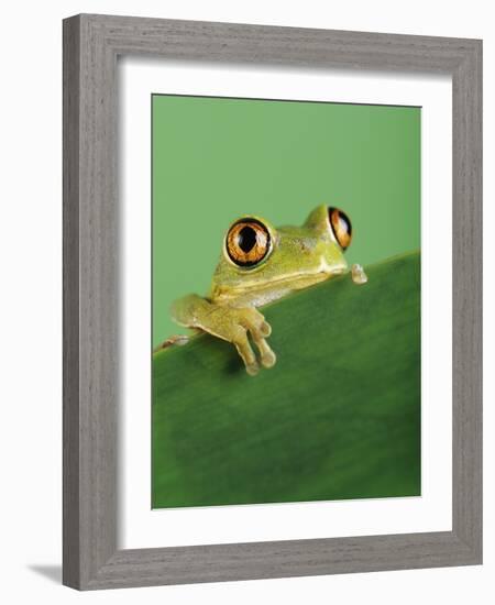 Frog Clinging to Leaf-David Aubrey-Framed Photographic Print