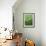 Frog Clinging to Leaf-David Aubrey-Framed Photographic Print displayed on a wall