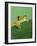 Frog Clinging to Leaf-David Aubrey-Framed Photographic Print