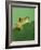 Frog Clinging to Leaf-David Aubrey-Framed Photographic Print