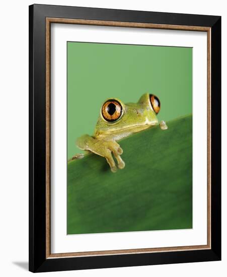 Frog Clinging to Leaf-David Aubrey-Framed Photographic Print