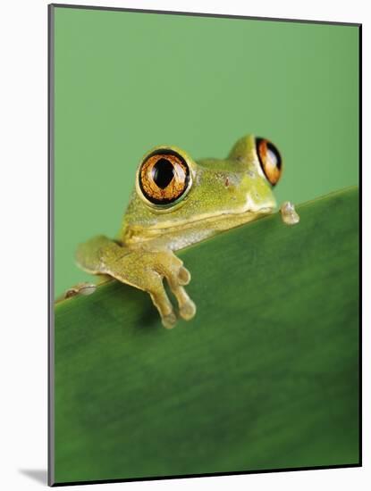Frog Clinging to Leaf-David Aubrey-Mounted Photographic Print