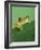 Frog Clinging to Leaf-David Aubrey-Framed Photographic Print