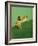 Frog Clinging to Leaf-David Aubrey-Framed Photographic Print