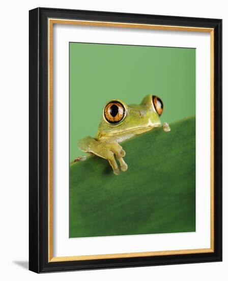 Frog Clinging to Leaf-David Aubrey-Framed Photographic Print