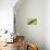 Frog, European Tree Frog, Hyla Arborea-Rainer Mirau-Photographic Print displayed on a wall