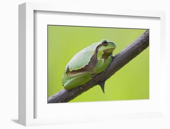 Frog, European Tree Frog, Hyla Arborea-Rainer Mirau-Framed Photographic Print