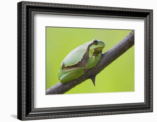 Frog, European Tree Frog, Hyla Arborea-Rainer Mirau-Framed Photographic Print