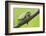 Frog, European Tree Frog, Hyla Arborea-Rainer Mirau-Framed Photographic Print