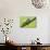Frog, European Tree Frog, Hyla Arborea-Rainer Mirau-Photographic Print displayed on a wall