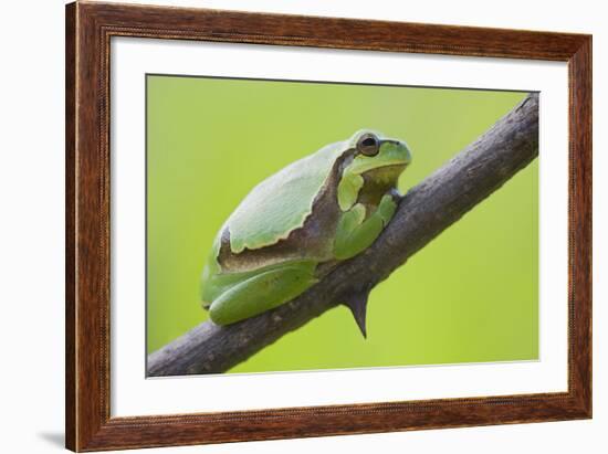 Frog, European Tree Frog, Hyla Arborea-Rainer Mirau-Framed Photographic Print