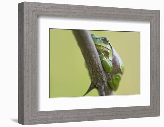 Frog, European Tree Frog, Hyla Arborea-Rainer Mirau-Framed Photographic Print