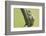 Frog, European Tree Frog, Hyla Arborea-Rainer Mirau-Framed Photographic Print