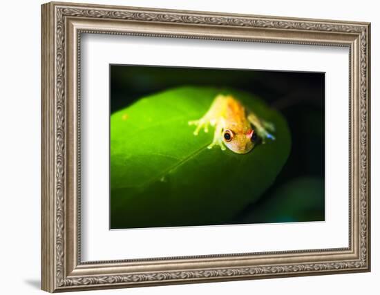 Frog in the Amazon Rainforest at Night, Coca, Ecuador, South America-Matthew Williams-Ellis-Framed Photographic Print