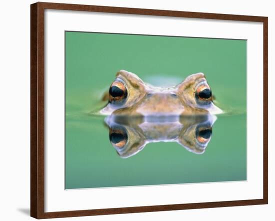 Frog in the water-Herbert Kehrer-Framed Photographic Print