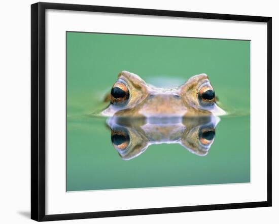 Frog in the water-Herbert Kehrer-Framed Photographic Print