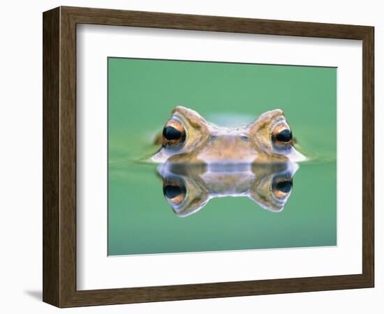 Frog in the water-Herbert Kehrer-Framed Photographic Print