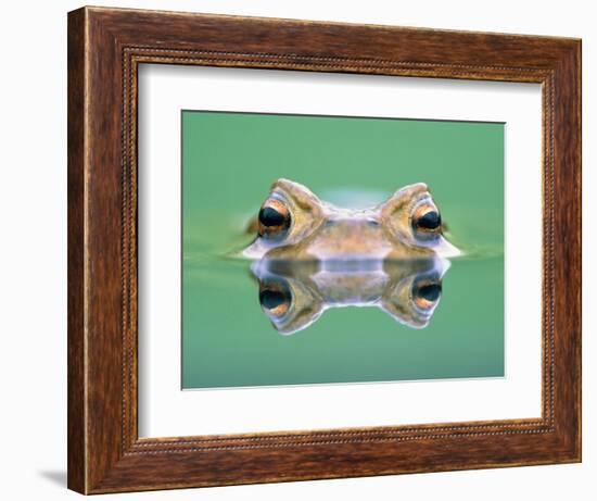 Frog in the water-Herbert Kehrer-Framed Photographic Print