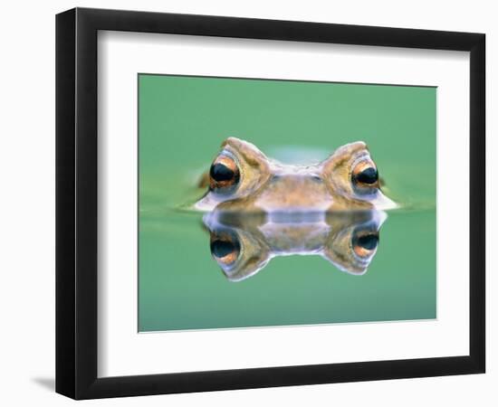 Frog in the water-Herbert Kehrer-Framed Photographic Print