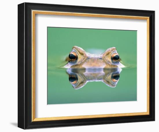 Frog in the water-Herbert Kehrer-Framed Photographic Print