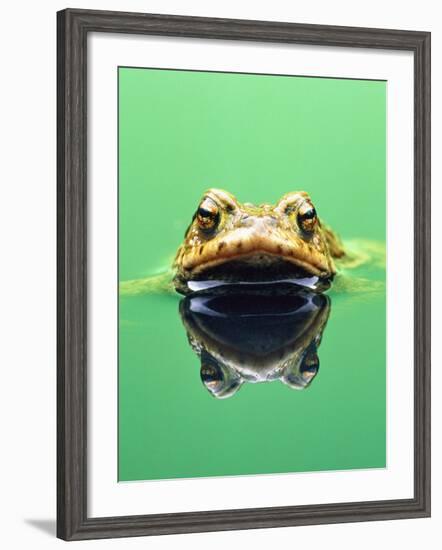 Frog in the water-Herbert Kehrer-Framed Photographic Print