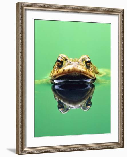 Frog in the water-Herbert Kehrer-Framed Photographic Print