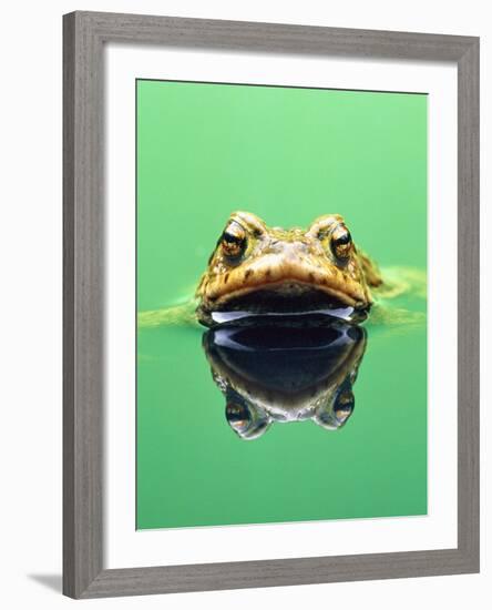 Frog in the water-Herbert Kehrer-Framed Photographic Print