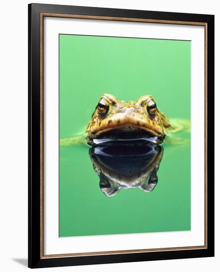 Frog in the water-Herbert Kehrer-Framed Photographic Print