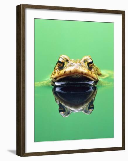 Frog in the water-Herbert Kehrer-Framed Photographic Print