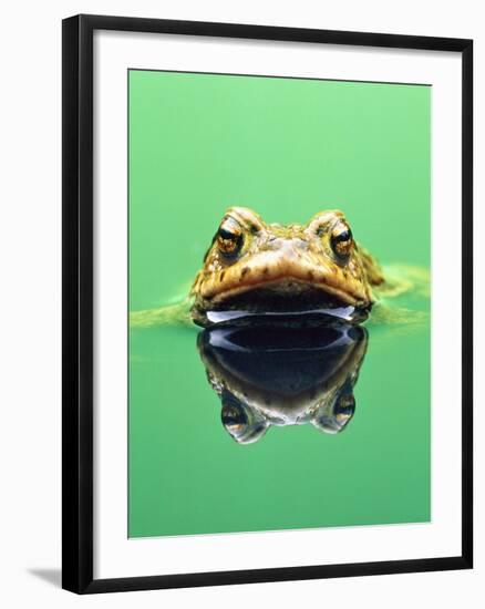 Frog in the water-Herbert Kehrer-Framed Photographic Print