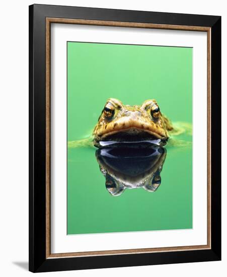 Frog in the water-Herbert Kehrer-Framed Photographic Print