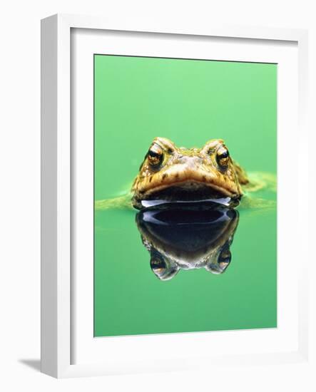 Frog in the water-Herbert Kehrer-Framed Photographic Print