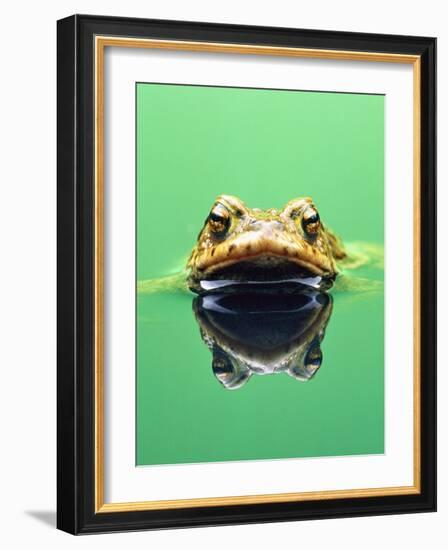 Frog in the water-Herbert Kehrer-Framed Photographic Print