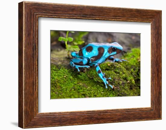 Frog in Tropical Rain Forest Blue Poison Dart Frog Dendrobates Auratus of Rainforest in Panama Beau-kikkerdirk-Framed Photographic Print