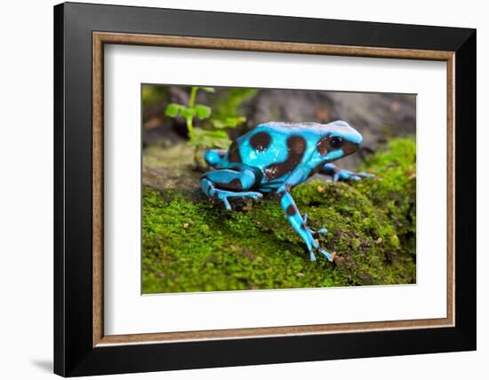 Frog in Tropical Rain Forest Blue Poison Dart Frog Dendrobates Auratus of Rainforest in Panama Beau-kikkerdirk-Framed Photographic Print