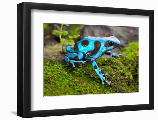 Frog in Tropical Rain Forest Blue Poison Dart Frog Dendrobates Auratus of Rainforest in Panama Beau-kikkerdirk-Framed Photographic Print