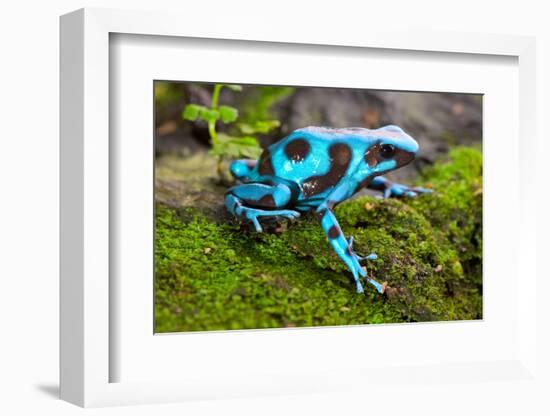 Frog in Tropical Rain Forest Blue Poison Dart Frog Dendrobates Auratus of Rainforest in Panama Beau-kikkerdirk-Framed Photographic Print