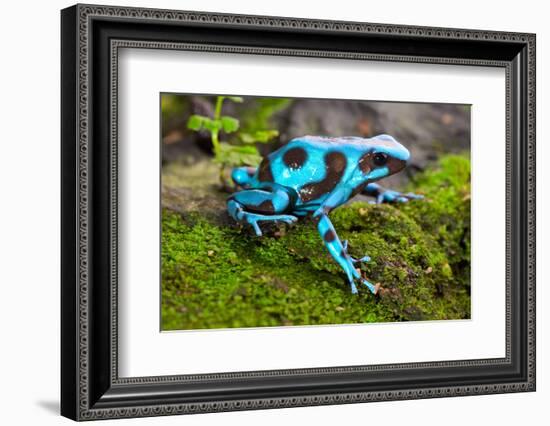 Frog in Tropical Rain Forest Blue Poison Dart Frog Dendrobates Auratus of Rainforest in Panama Beau-kikkerdirk-Framed Photographic Print