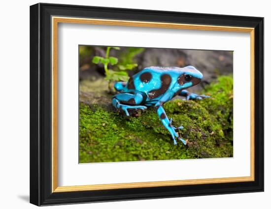 Frog in Tropical Rain Forest Blue Poison Dart Frog Dendrobates Auratus of Rainforest in Panama Beau-kikkerdirk-Framed Photographic Print