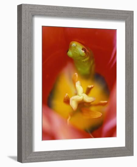 Frog in Tulip-Nancy Rotenberg-Framed Photographic Print